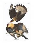 Crested Caracara